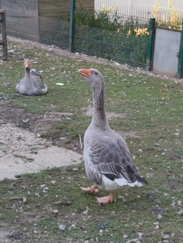Ferme pédagogique de Poissy