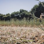 Heatwave: 28 French Departments on Orange Alert Sunday