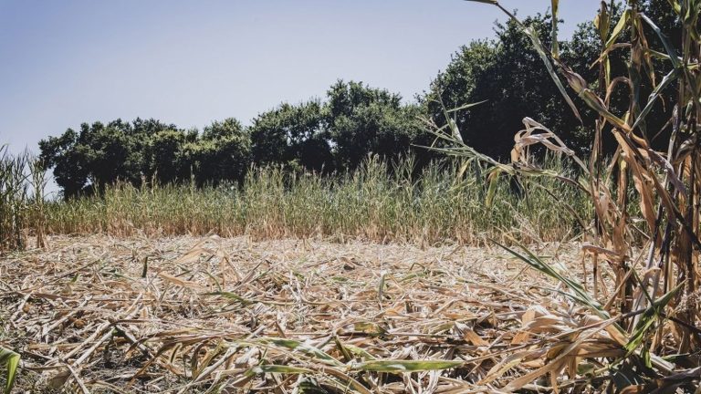 Heatwave: 28 French Departments on Orange Alert Sunday