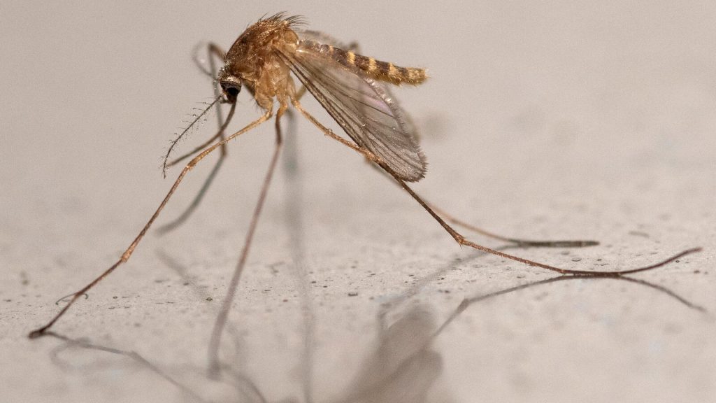 West Nile virus: first case north of the Loire