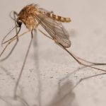 West Nile virus: first case north of the Loire