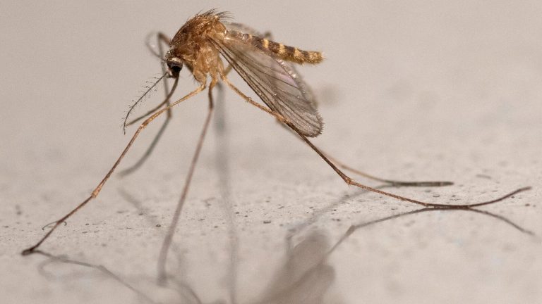 West Nile virus: first case north of the Loire